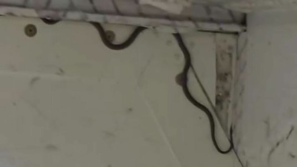 Snake on a plane! flight delayed for two hours as catcher comes to the rescue