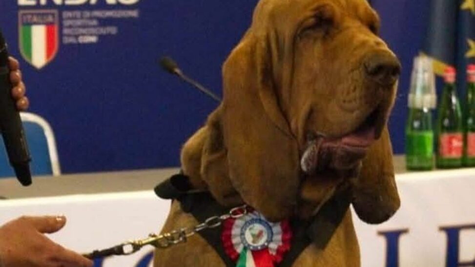 'hero' sniffer dog killed by sausages stuffed with nails