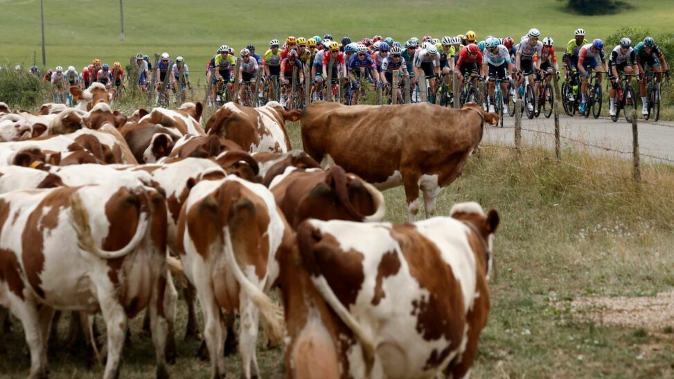 Tour de france shortens stage to avoid diseased cows
