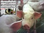Cruelty claims knock £150m off pork producer cranswick after second mail probe at its farms