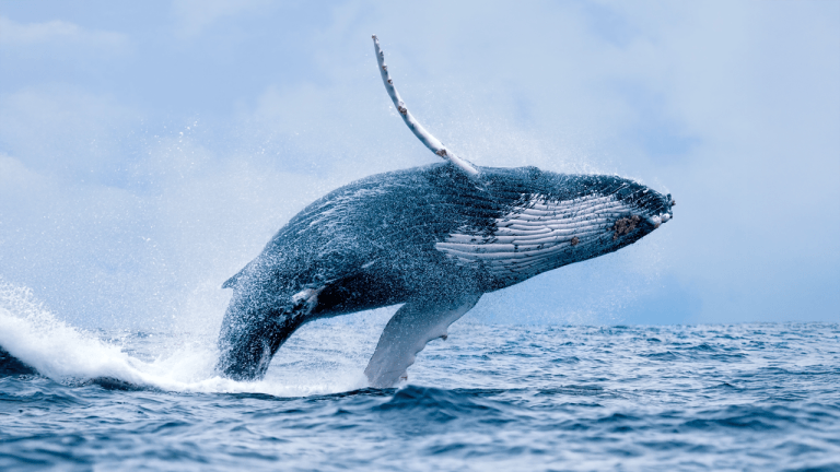 24k btc offloaded — whale’s billion dollar pivot shakes crypto