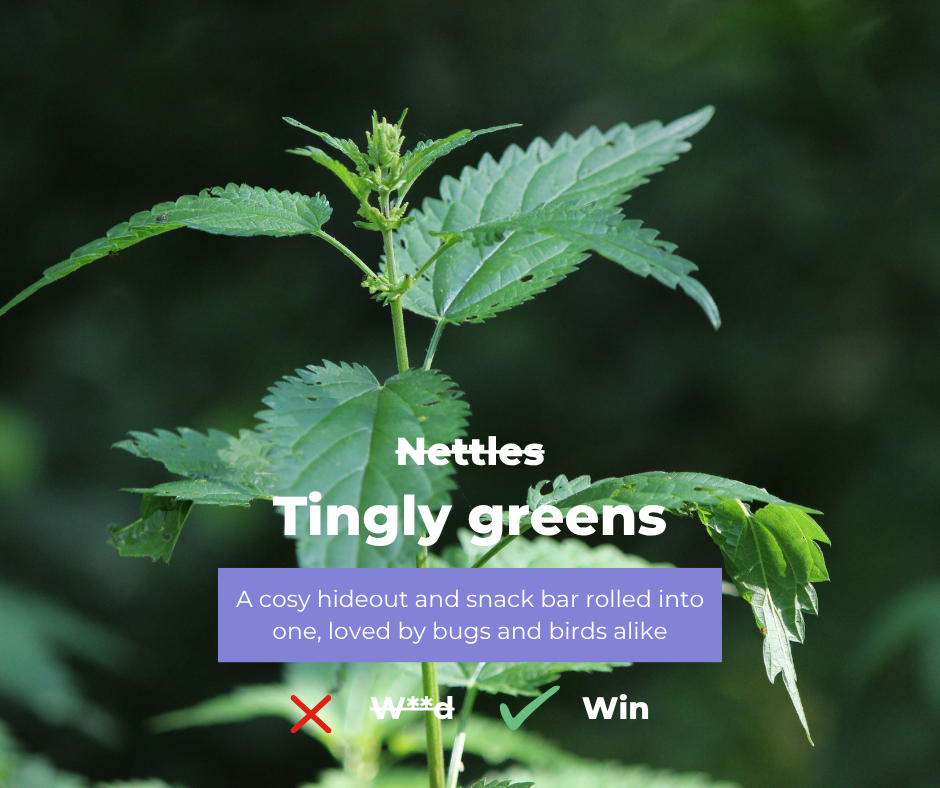 Heal rewilding calls for a rethink: ‘weeds’ are wildlife wins