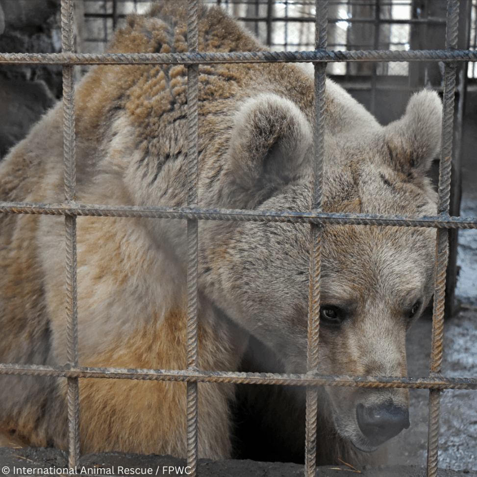 Trapped bear “beau’s lifeline appeal” to save a bear after nine years of imprisonment