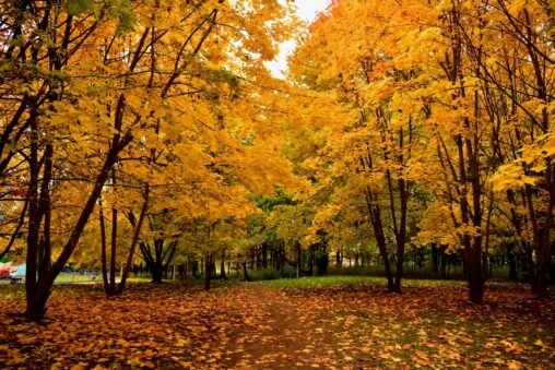 Altcoin season could begin in september as bitcoin’s grip on crypto market weakens: coinbase institutional