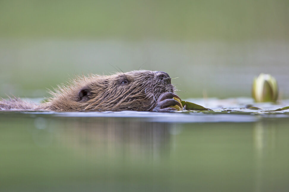 Licence granted for historic return of beavers to glen affric