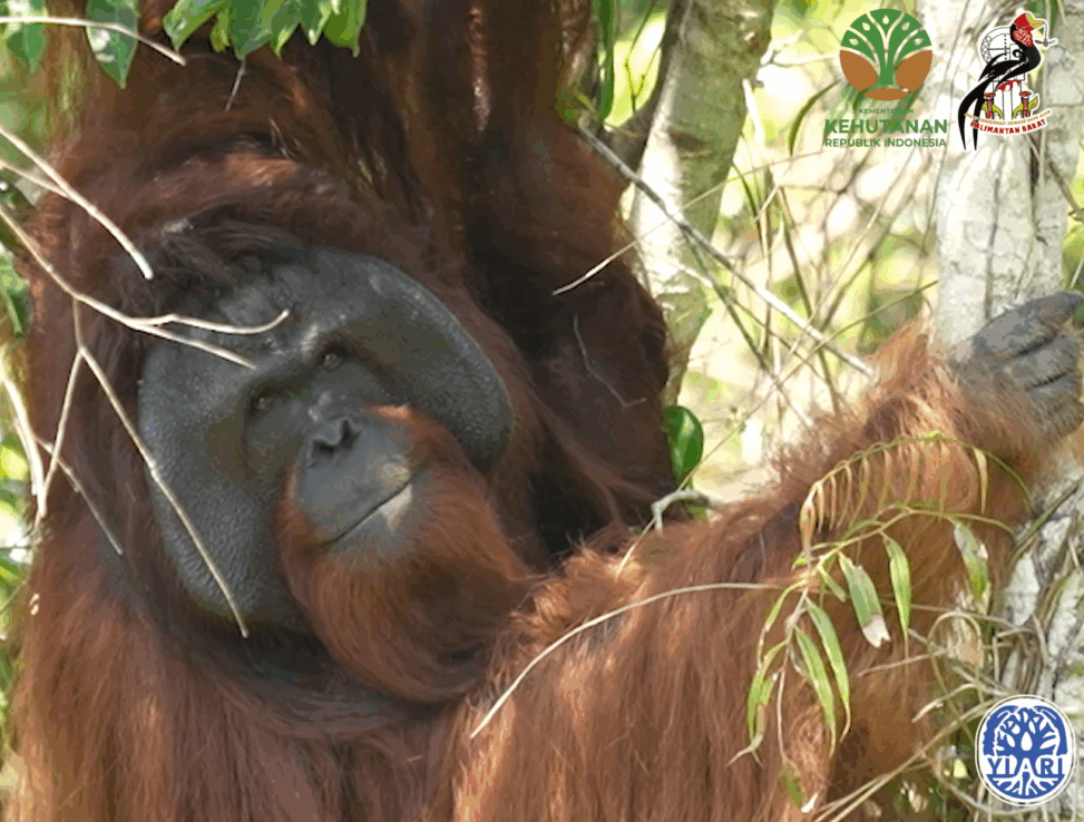 Freedom for jojo west kalimantan centre gives permanent sanctuary to orangutans who can’t return to the wild