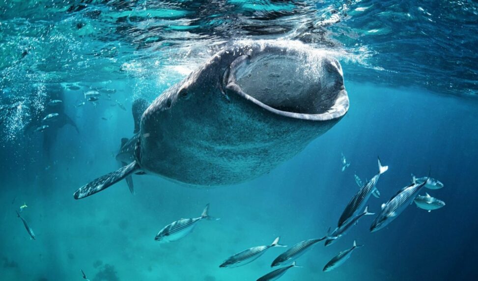 Large liquidations mask whale's buy the bitcoin dip strategy: crypto daybook americas