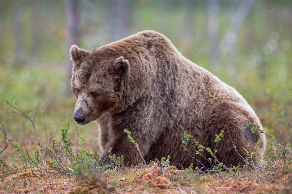 Markets today: bitcoin bears start to emerge, ye's yzy surges then slumps
