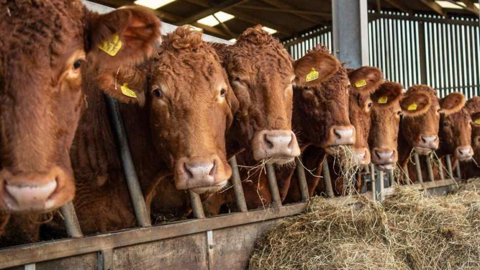 Australian steak influx threatens uk beef, farmers warn