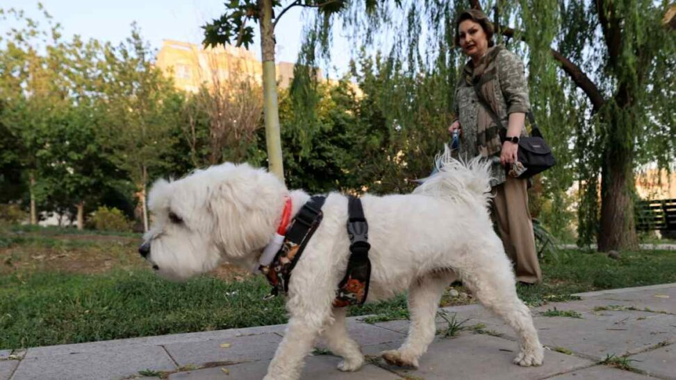 Dog walks and women on motorbikes: iranians seize more daily freedoms after war