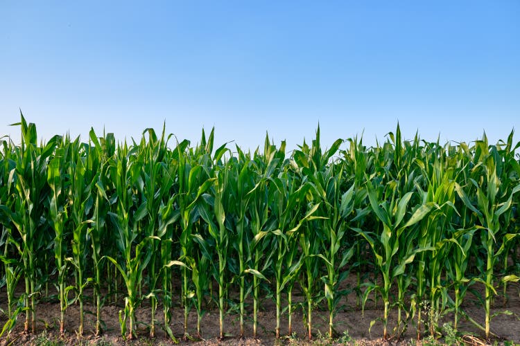 Corn futures plunge after usda forecasts record crop