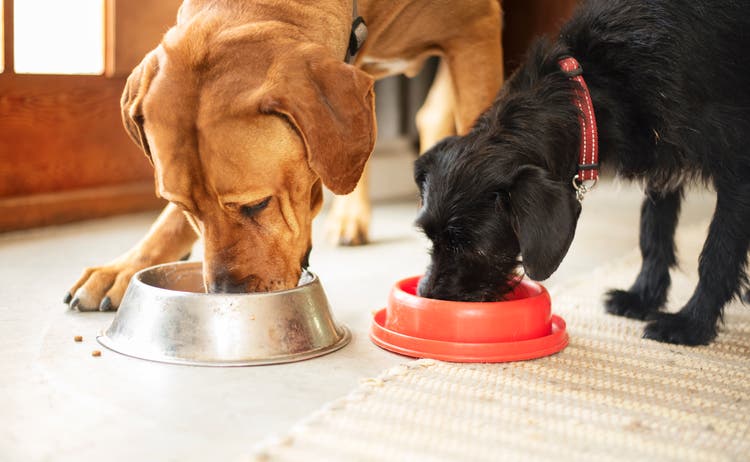 Freshpet q2 profit overshadows downgraded sales outlook