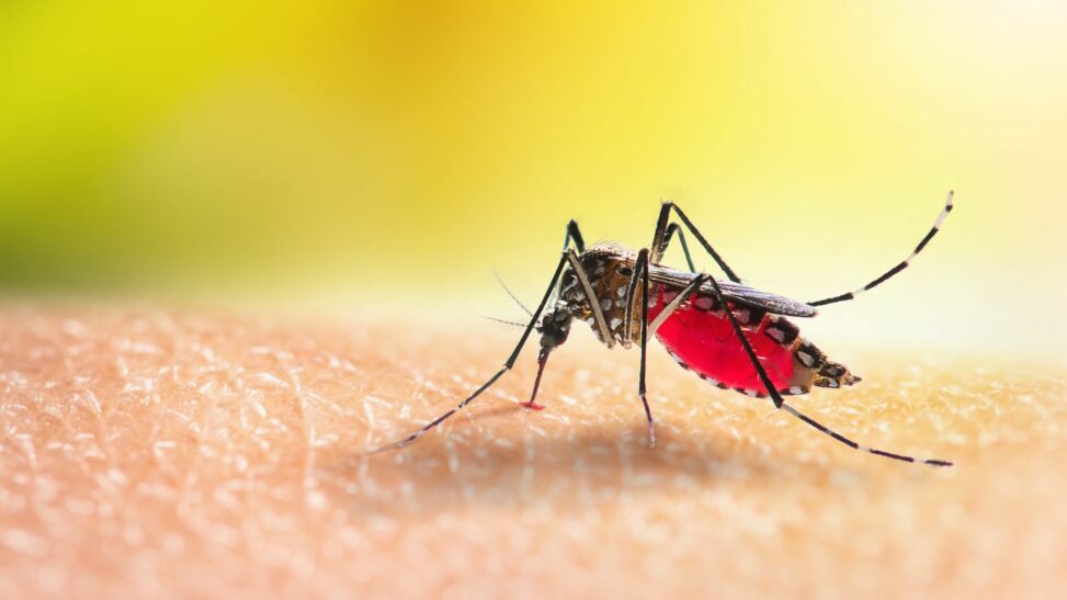 Mosquito bite warning for travellers after rise in chikungunya cases in uk