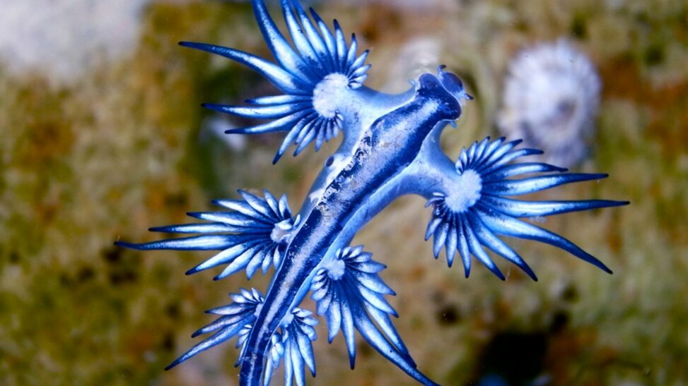 Tourists banned from popular spanish beaches over poisonous sea creature