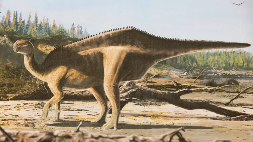 New dinosaur named after record breaking yachtswoman