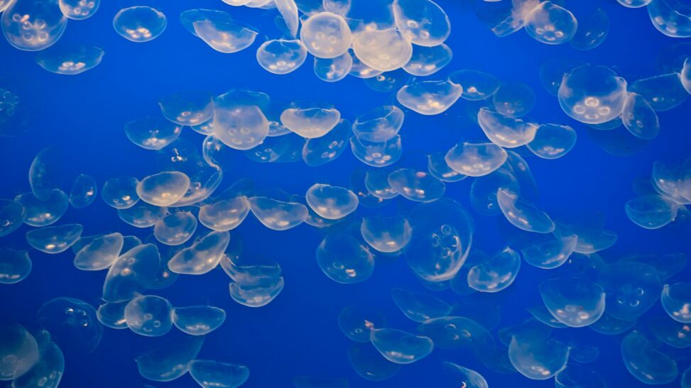 'massive and unpredictable' swarm of jellyfish shuts down nuclear plant
