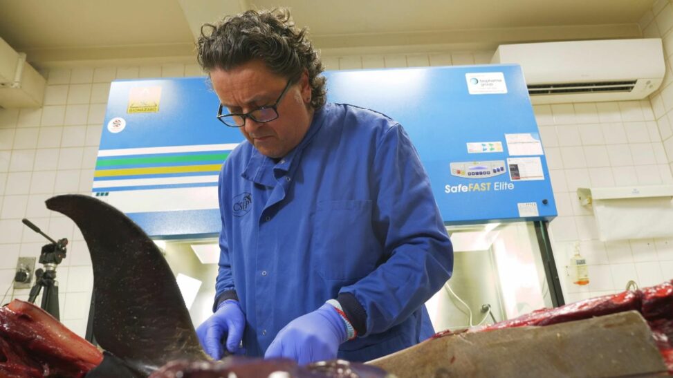 A real world csi for sea life: the lab investigating deaths we're all complicit in