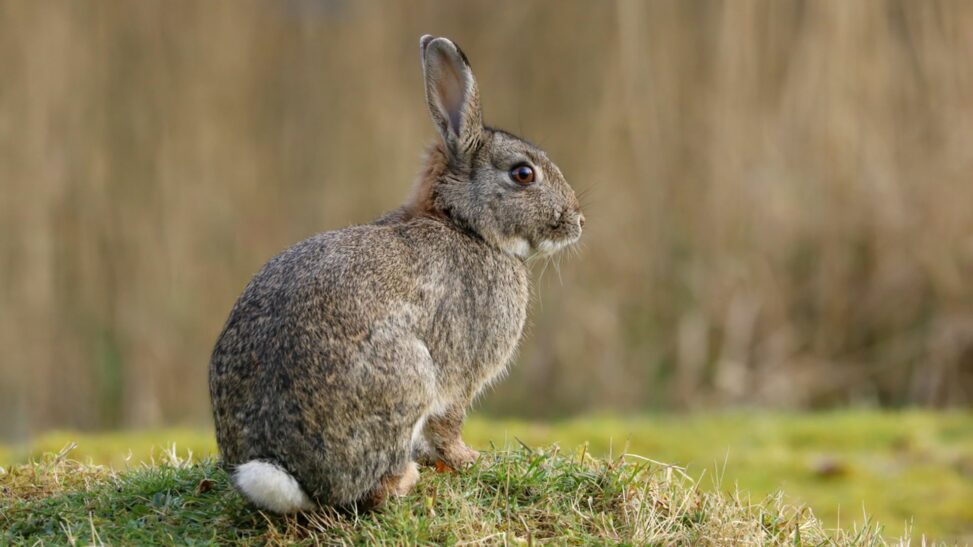 Pictures of 'zombie rabbits' with twisting black horns go viral so are they real?