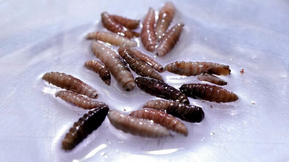 Flesh eating screwworm parasite detected in person in us for first time