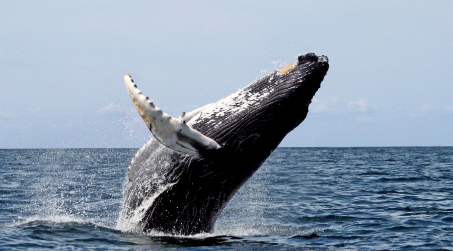 Bitcoin slips on a single whale sale as ether neared $5,000