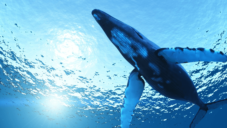 Mysterious whale revives ancient btc—2,300 coins shifted in august alone