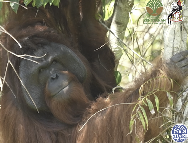 Bound by 98% dna the day karmele met jojo started a journey which has saved hundreds of orangutans
