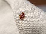 We have a bedbug infestation in our rental property what are our rights?