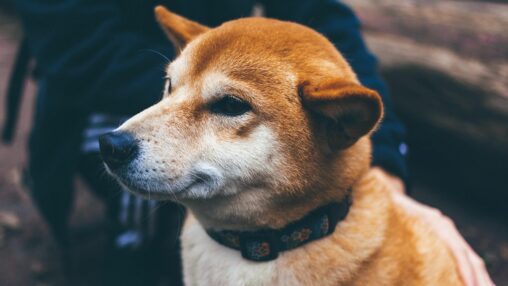 Cleancore in $175m deal to establish a dogecoin treasury; shares tumble 60%