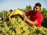 England's chapel down targets 1% of global champagne market