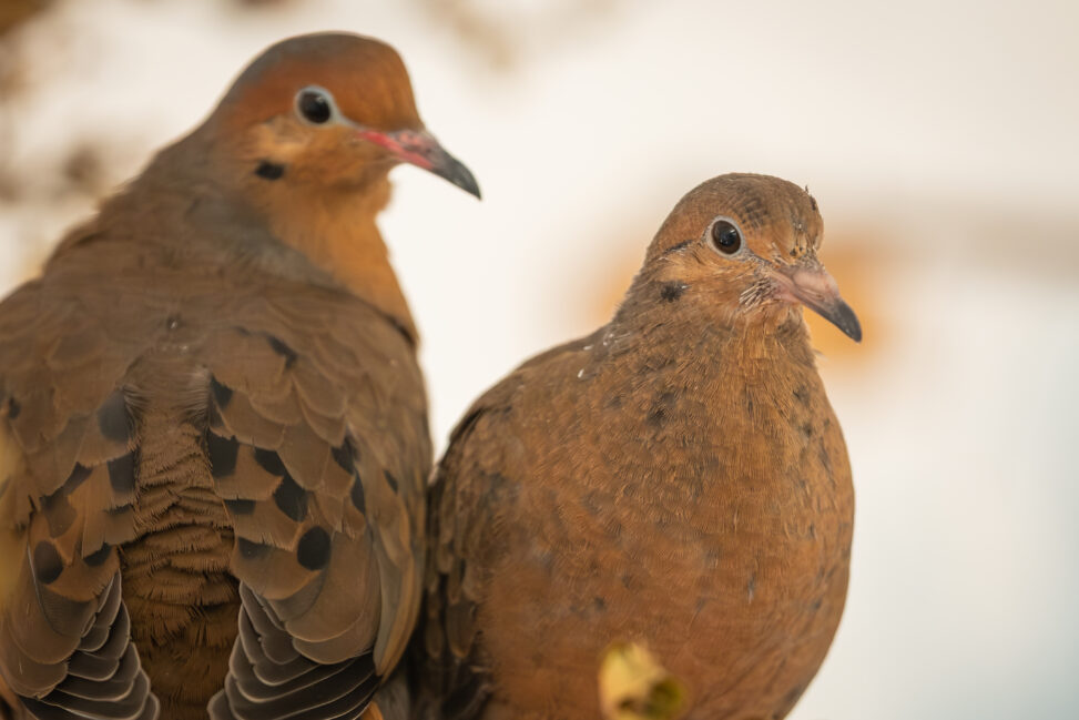 First ever socorro dove chick hatches at whipsnade zoo