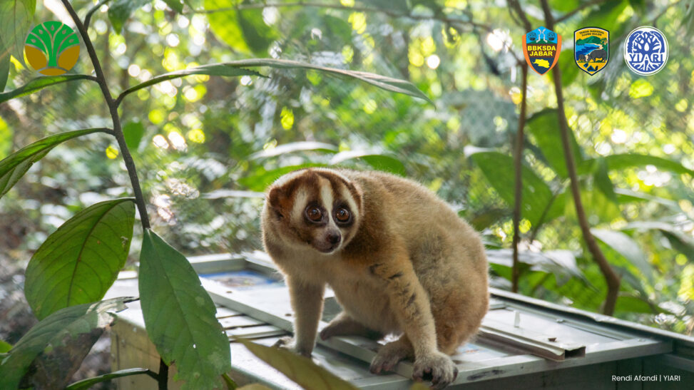 Back to the wild from illegal trade to forest freedom. eight javan slow lorises returned to the wild in ujung kulon national park ahead of international slow loris day