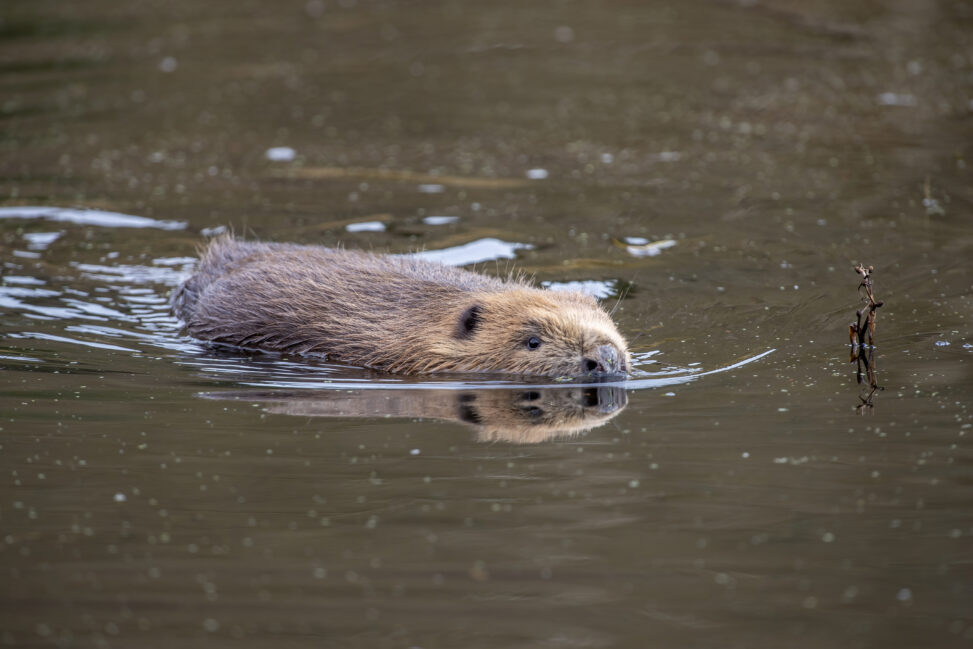 Communities invited to discuss potential return of beavers to loch ness area