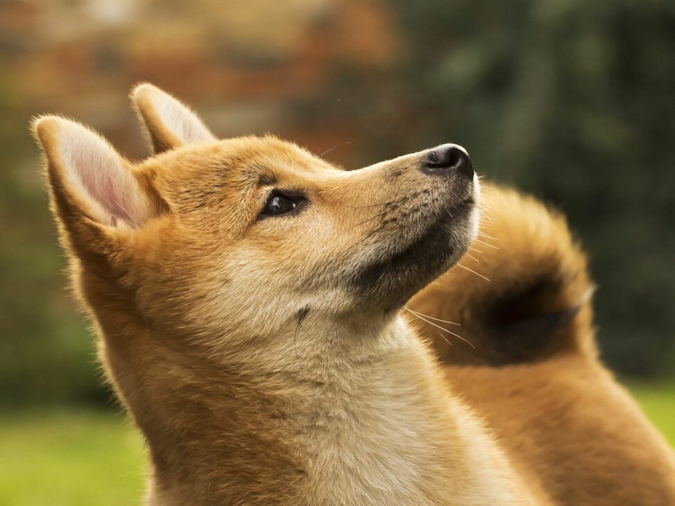 Crypto markets today: ena, doge rally as bitcoin downside concerns linger