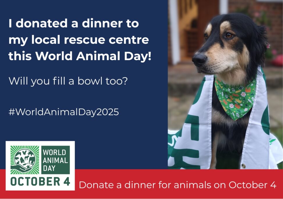 Celebrate 100 years of world animal day by donating a dinner to animals in need