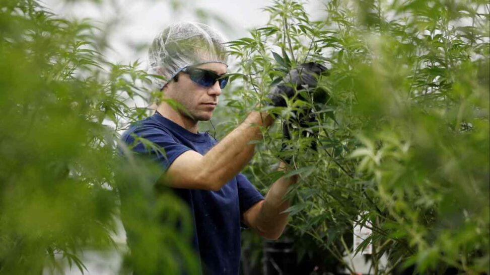 Cannabis stocks surge after donald trump touts senior healthcare benefits