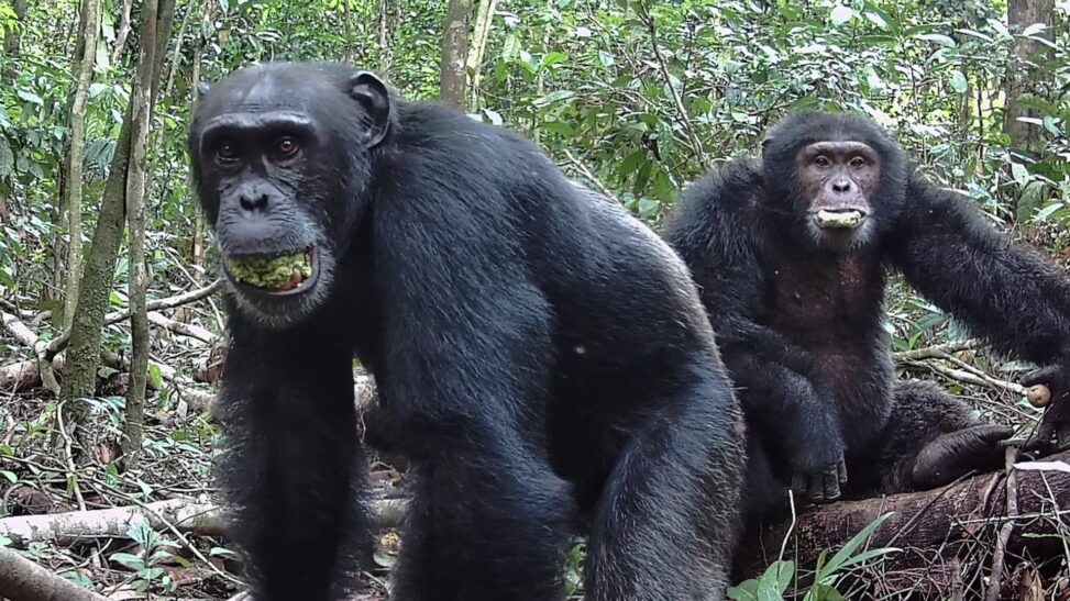 Chimpanzees consume 'two alcoholic drinks a day', study says