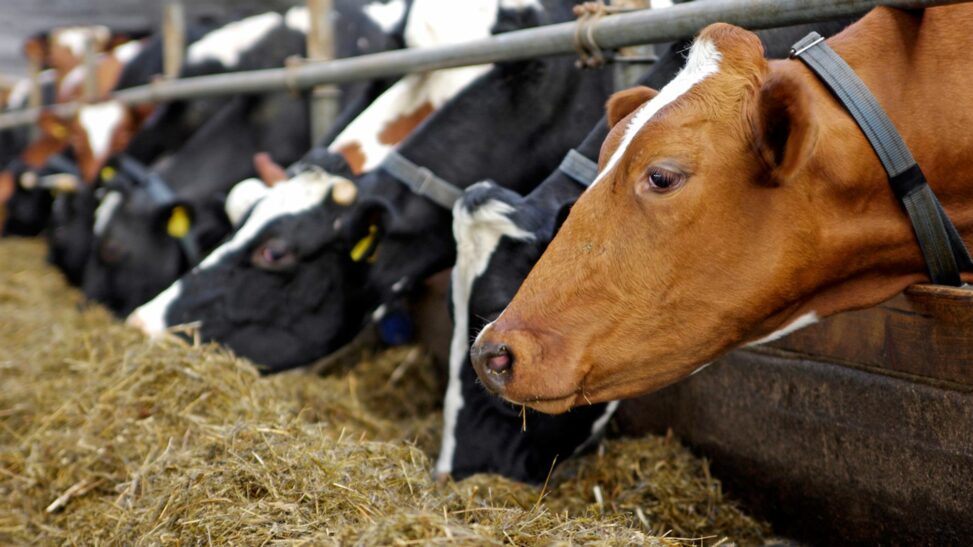 Uk handed stark warning over disease ravaging its farms