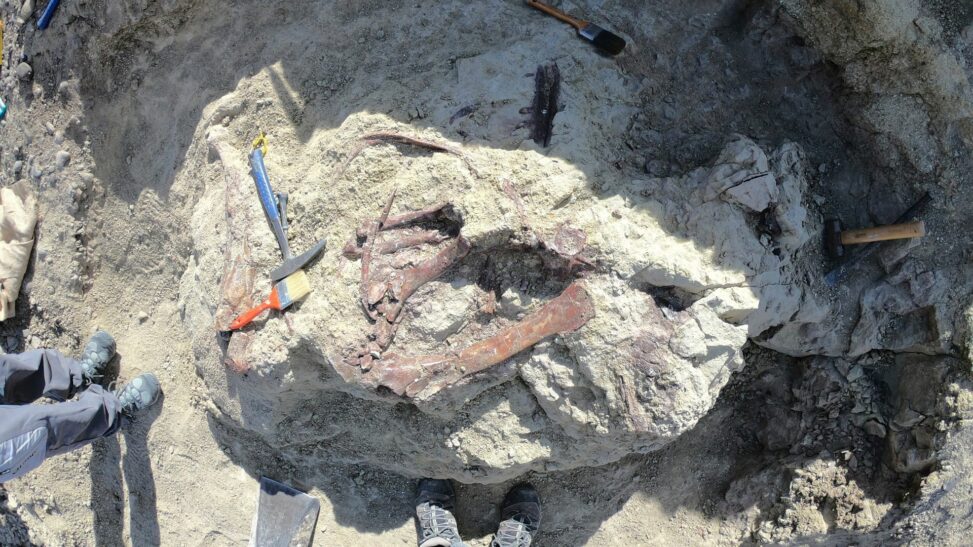 Scientists discover new dinosaur with crocodile bone in mouth