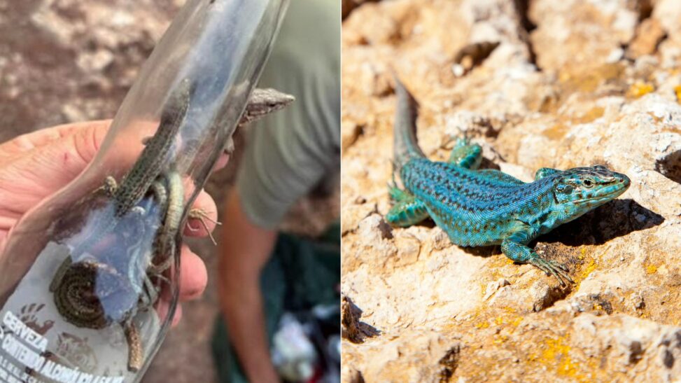 Snake catcher warns of ibiza lizard extinction due to predators and litter