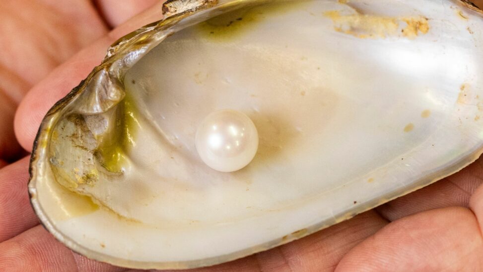 'one of a kind' scottish pearl goes on display: here's why it's 'very, very special'
