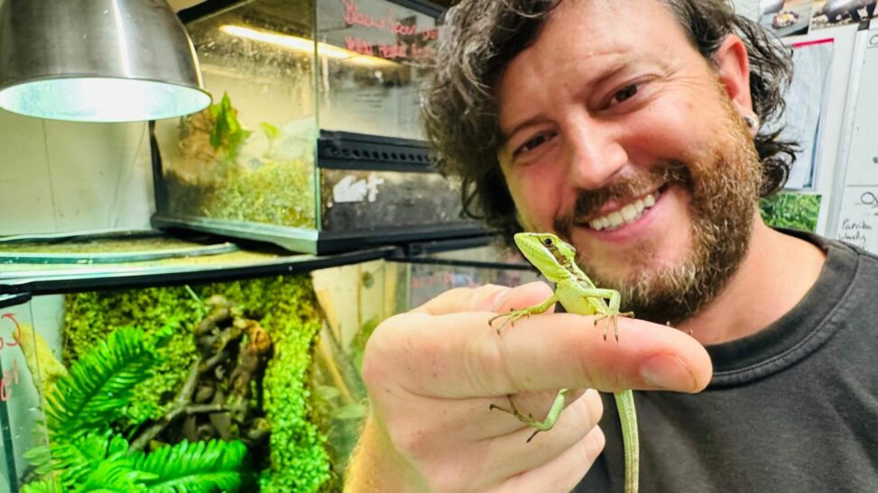 Lizard gives birth without mating in 'one of rarest events in animal kingdom'