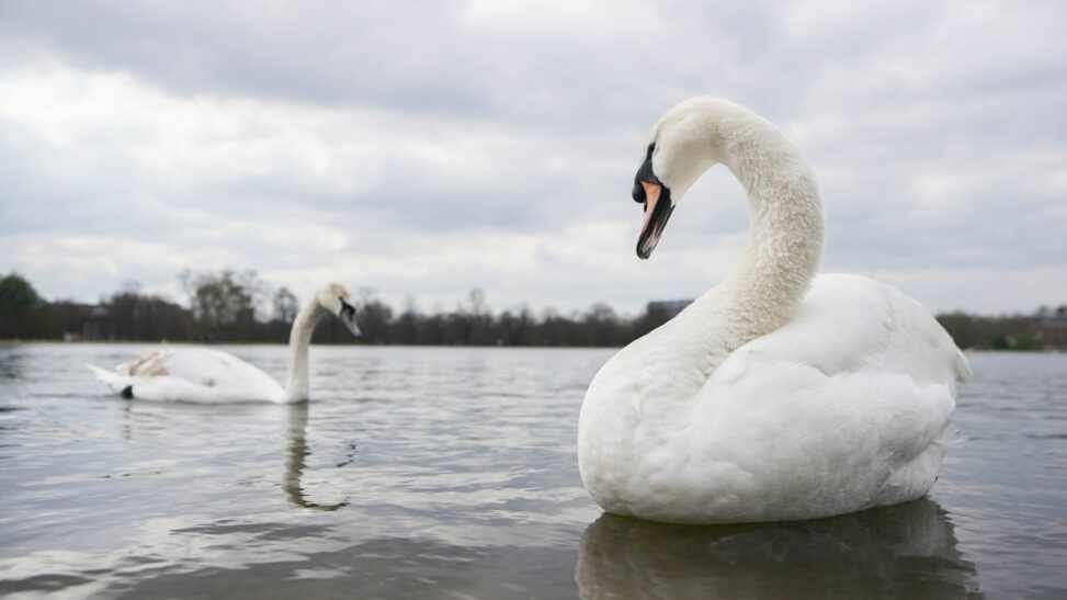 Royal parks responds to farage's claim that swans are being eaten by migrants in uk