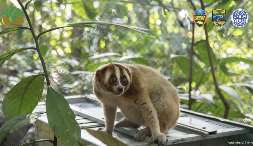 Shocking reality uncovered as international animal rescue issues emergency appeal to save victims of electrocution, indonesian slow lorises