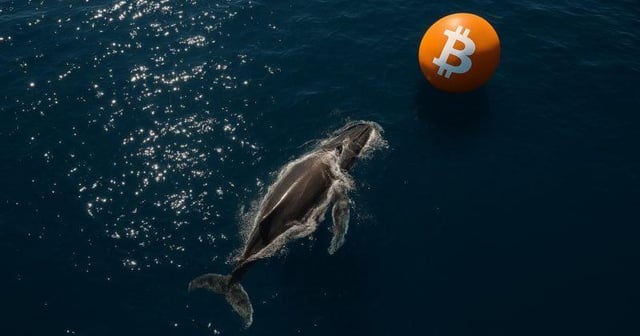 Bitcoin whale accumulates $356.6m in btc