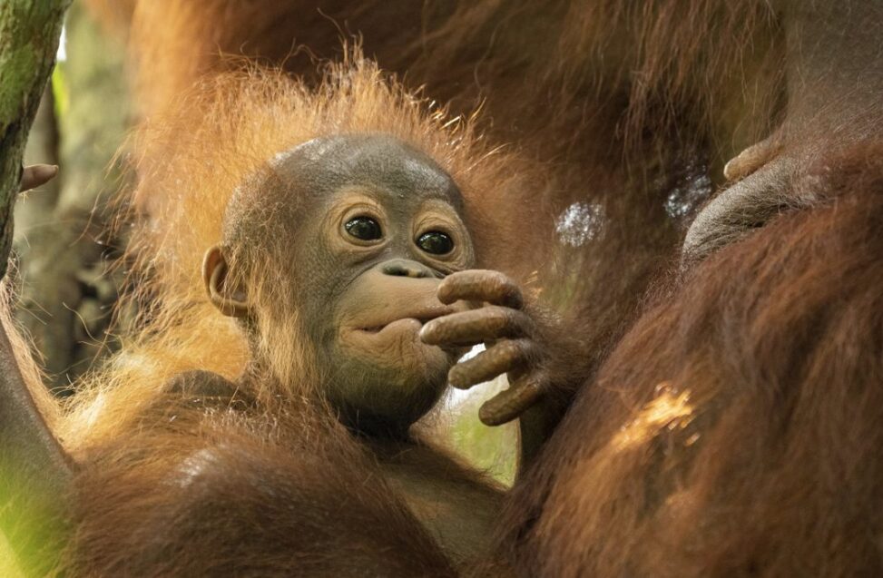 Remembering dr jane goodall