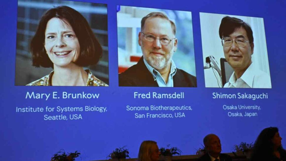 Nobel prize in medicine awarded for immune system breakthroughs