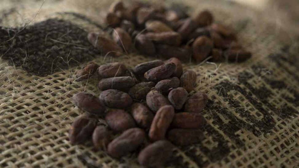Cocoa price tumbles to 20 month low as record rally ends
