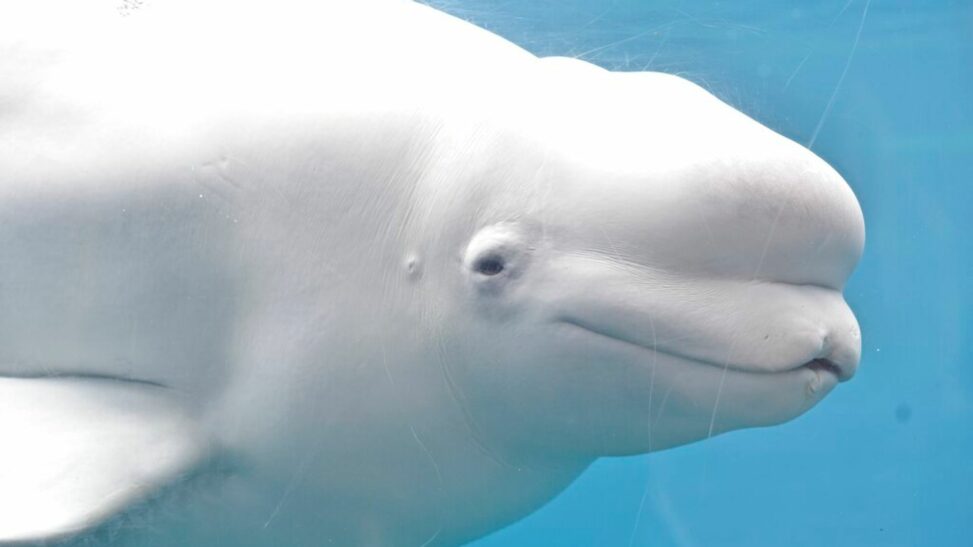 Sea life park 'threatens to euthanise 30 whales' in row with government