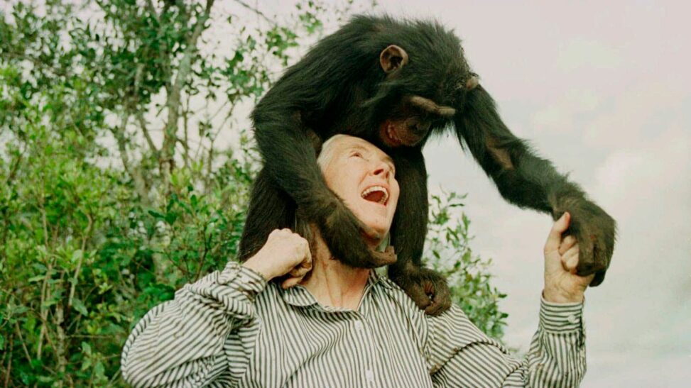 Jane goodall, famous for her study of chimpanzees, has died