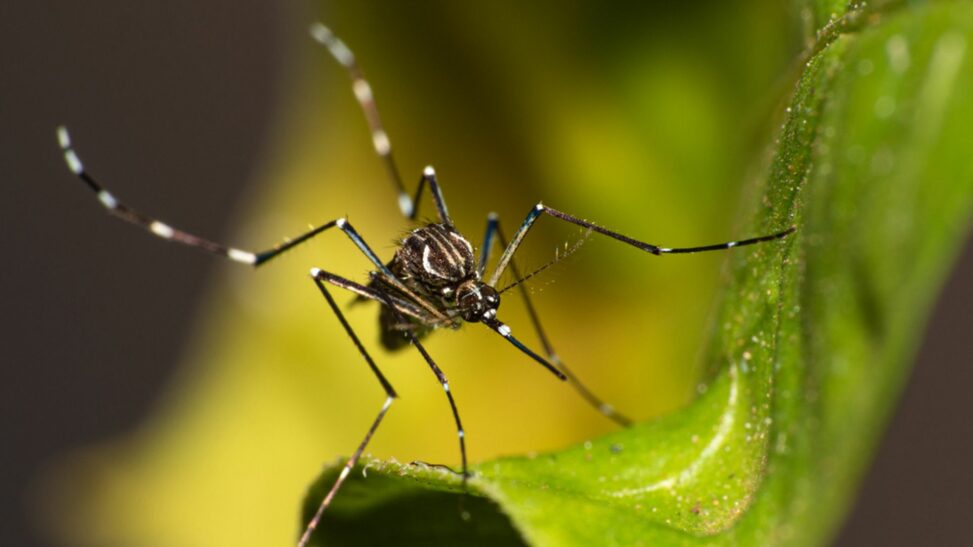 Two species of disease carrying mosquitoes found in uk